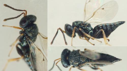 Réf. 264 015 : Ischyroptyx ligusticus